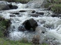 A mountain stream flows between rocks. On bank, grass, trees grow, flowers bloom Royalty Free Stock Photo