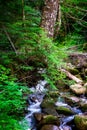 A mountain stream in the forest with mossy rocks and broken logs Royalty Free Stock Photo