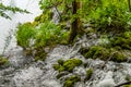 Mountain Stream in the Forest at Plitvice Lakes National Park, Croatia. Water Flows through the Mossy Stones and Trees Royalty Free Stock Photo