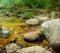 Mountain stream in a forest