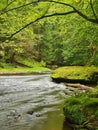 Mountain stream in fresh green leaves forest after rainy day. Royalty Free Stock Photo