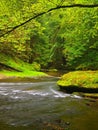 Mountain stream in fresh green leaves forest after rainy day.