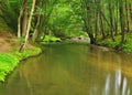 Mountain stream in fresh green leaves forest after rainy day. Royalty Free Stock Photo