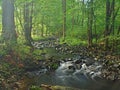 Mountain stream in fresh green leaves forest after rainy day. Royalty Free Stock Photo