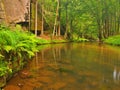 Mountain stream in fresh green leaves forest after rainy day. First autumn colors in evening sun rays.The end of summer at river Royalty Free Stock Photo