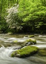 Smoky Mountain Mountain Laurel River Landscape NC