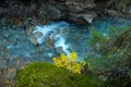 Mountain stream among mossy rocks and yellow leaves