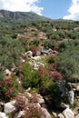 Mountain stream near Periana, Spain. Royalty Free Stock Photo