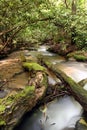 Mountain Stream in North Georgia