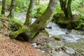 Mountain stream with old beech trunks on a foreground Royalty Free Stock Photo