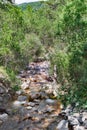 Mountain stream among rocks in coniferous pine forest, blurry water movement, vertical frame, bottom view