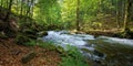mountain stream runs through forest Royalty Free Stock Photo