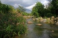 Mountain stream and spring flowers India Royalty Free Stock Photo