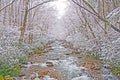 Mountain Stream in a Spring Snow Storm Royalty Free Stock Photo