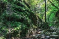 Mountain stream and rocks in green moss and plants. Scenery Royalty Free Stock Photo