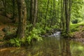 Mountain stream surrounded by alders. Royalty Free Stock Photo