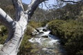 Mountain Stream, Thredbo