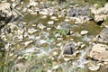 Mountain stream view in spring Royalty Free Stock Photo