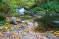 Mountain Stream Waterfall Autumn Landscape with Big Yellow Maple Royalty Free Stock Photo