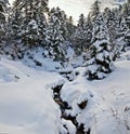 Mountain stream in winter forest covered with snow Royalty Free Stock Photo