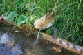 Mountain stream in a wooden drainage ditch. Clear water and green grass