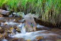 Mountain stream creek in the stones and green grass banks in mountain forest Royalty Free Stock Photo