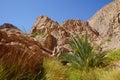 Mountain streams and vegetation in Malakot Mountain oasis tourist site. Dahab, South Sinai Governorate, Egypt