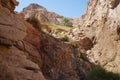 Mountain streams and vegetation in Malakot Mountain oasis tourist site. Dahab, South Sinai Governorate, Egypt