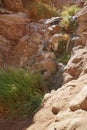 Mountain streams and vegetation in Malakot Mountain oasis tourist site. Dahab, South Sinai Governorate, Egypt