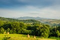 Mountain summer landscape. trees near meadow and forest on hills