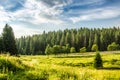 Mountain summer landscape. trees near meadow and forest on hills