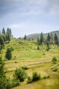 Mountain summer landscape. trees near meadow and forest on hills