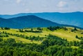 Mountain summer landscape. trees near meadow and forest on hills