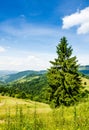 Mountain summer landscape. trees near meadow and forest on hills