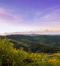 Mountain sunrise landscape with mexican sunflower at sunrise Royalty Free Stock Photo