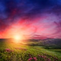 Mountain sunset with rhododendron flowers in grass