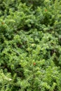 Snow totara Podocarpus nivalis Rockery Gem with red berries Royalty Free Stock Photo