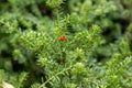 Snow totara Podocarpus nivalis Rockery Gem with red berry Royalty Free Stock Photo