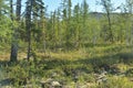 Mountain taiga on the Putorana plateau.