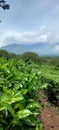 Mountain tea at kebun teh malang Royalty Free Stock Photo