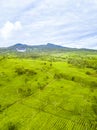 Mountain and the tea plantation in Ciater, subang Indonesia