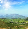 Mountain tea plantation landscape in India Royalty Free Stock Photo