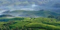 Mountain tea plantations in Munnar Royalty Free Stock Photo