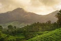 Mountain tea plantations in Munnar Royalty Free Stock Photo