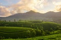 Mountain tea plantations in Munnar Royalty Free Stock Photo