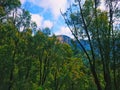 Mountain top between lush green forest against blue sky Royalty Free Stock Photo