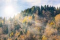 Mountain top, trees with yellow leaves, green firs. Autumn sunny day Royalty Free Stock Photo