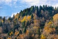 Mountain top, trees with yellow leaves, green firs. Autumn sunny day. Royalty Free Stock Photo