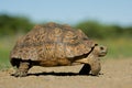 Mountain tortoise