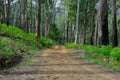 Mountain Track In The Outback Of Victoria, Australia.